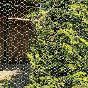 Brown wood Owl Aviary