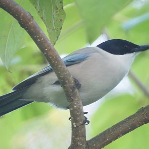 Asian azure-winged magpie (Cyanopica cyanus), 2022-10-19