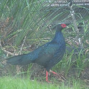 Edwards's pheasant (Lophura edwardsi), 2022-10-19