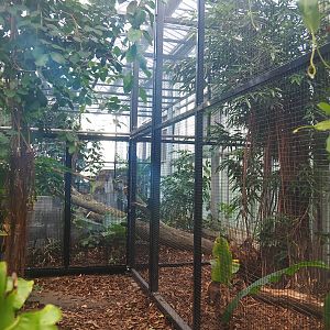 Wrinkled hornbill, Sclater's crowned pigeon and Common hill myna separation aviary, 2022-10-19