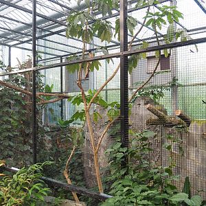 Wrinkled hornbill, Sclater's crowned pigeon and Common hill myna indoor aviary, 2022-10-19