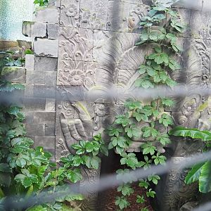 Themed shelter in Wrinkled hornbill, Sclater's crowned pigeon and Common hill myna indoor aviary, 2022-10-19