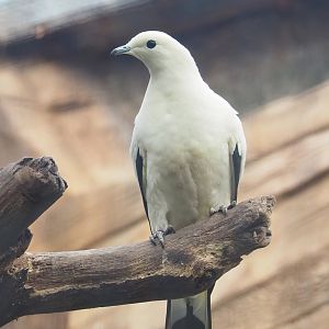 Pied imperial pigeon (Ducula bicolor), 2022-10-19