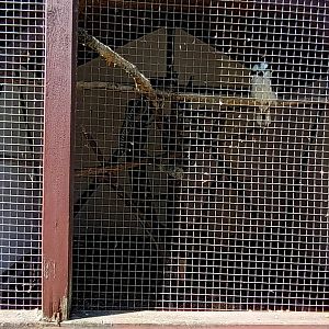 First Laughing Kookaburra and Ring necked Pheasant Aviary
