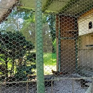 Second Laughing Kookaburra and Ring necked Pheasant Aviary
