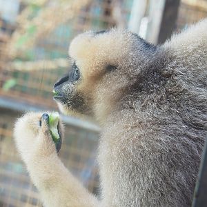 Northern White-cheeked Gibbon (Nomascus leucogenys) Paquita, 2022-10-19