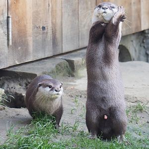 Asian small-clawed otters (Aonyx cinerea), 2022-10-19