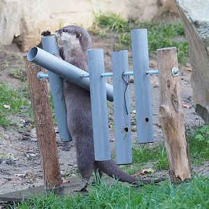 Asian small-clawed otter (Aonyx cinerea) using enrichment contraption, 2022-10-19