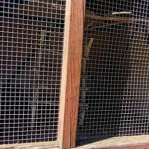 Pheasant Aviary Example