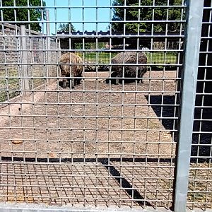 European wild Boar Enclosure