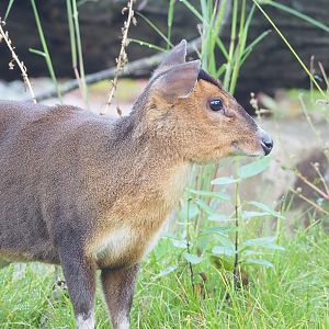 Reeves's muntjac (Muntiacus reevesi), 2022-10-19