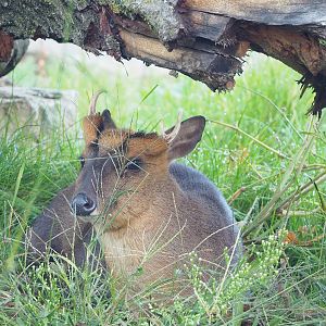 Reeves's muntjac (Muntiacus reevesi), 2022-10-19