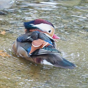 Feral Mandarin duck drake (Aix galericulata), 2022-10-19