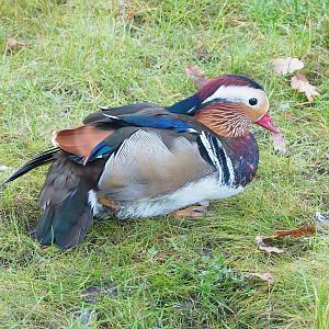 Feral Mandarin duck drake (Aix galericulata), 2022-10-19