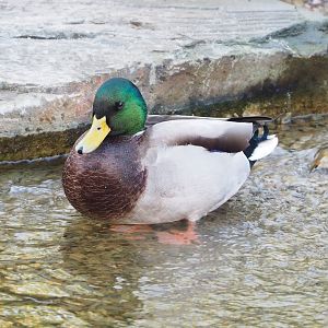 Wild Mallard drake (Anas platyrhynchos), 2022-10-19