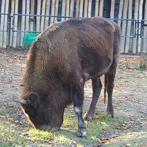 Wisent (Bison bonasus), 2022-10-19
