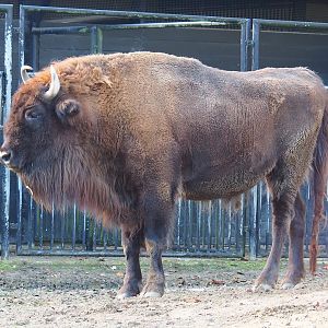 Wisent (Bison bonasus), 2022-10-19