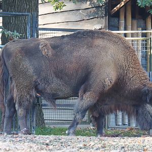 Wisent (Bison bonasus), 2022-10-19