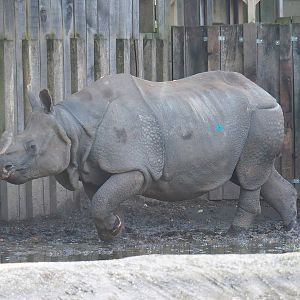 Indian rhinoceros (Rhinoceros unicornis) bull Gujarat, 2022-10-19