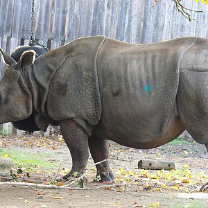 Indian rhinoceros (Rhinoceros unicornis) bull Gujarat, 2022-10-19