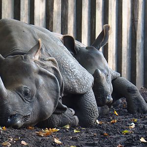 Indian rhinoceroses (Rhinoceros unicornis) Karamat and Vaiana, 2022-10-19