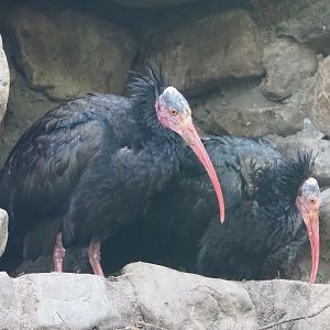 Waldrapps (Geronticus eremita), 2022-10-19