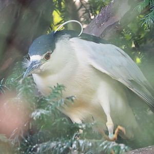 Black-crowned night heron (Nycticorax nycticorax nycticorax), 2022-10-19