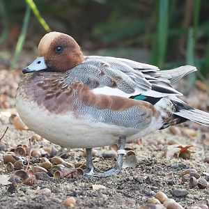 Eurasian wigeon (Mareca penelope), 2022-10-19