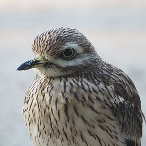 Eurasian stone-curlew (Burhinus oedicnemus), 2022-10-19