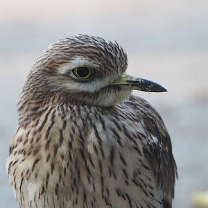 Eurasian stone-curlew (Burhinus oedicnemus), 2022-10-19