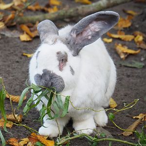 Domestic rabbit (Oryctolagus cuniculus), 2022-10-19