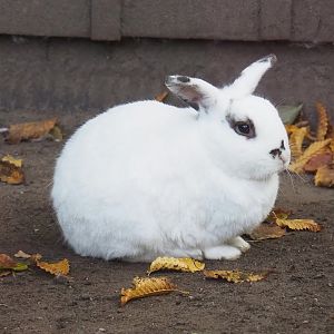 Domestic rabbit (Oryctolagus cuniculus), 2022-10-19
