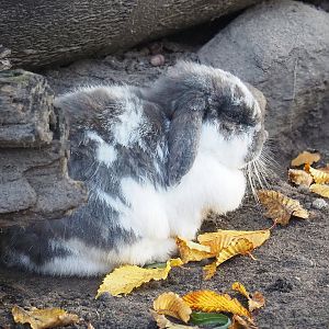 Domestic rabbit (Oryctolagus cuniculus), 2022-10-19