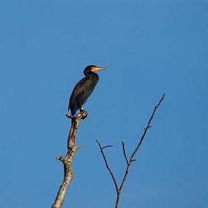 Wild Greater cormorant (Phalacrocorax carbo), 2022-10-19