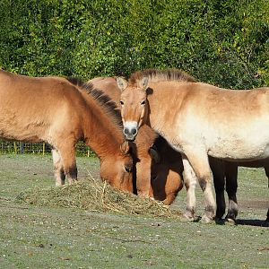Przewalski's horses (Equus ferus przewalskii), 2022-10-19