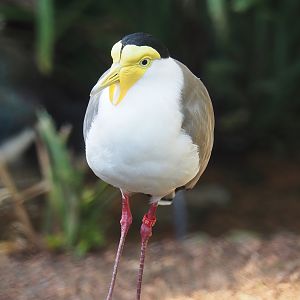 Masked lapwing (Vanellus miles), 2022-10-19
