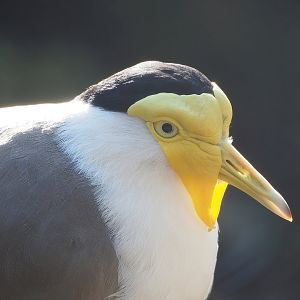 Masked lapwing (Vanellus miles), 2022-10-19