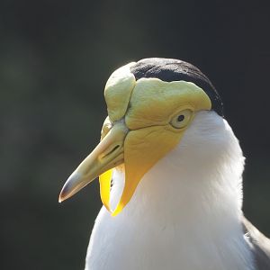 Masked lapwing (Vanellus miles), 2022-10-19
