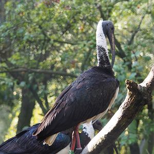 Straw-necked ibis (Threskiornis spinicollis), 2022-10-19