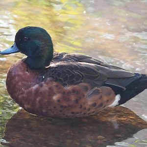 Chestnut teal drake (Anas castanea), 2022-10-19
