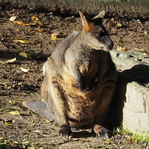 Swamp wallaby (Wallabia bicolor), 2022-10-19