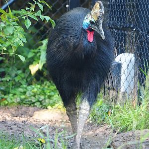 Double-wattled cassowary (Casuarius casuarius), 2022-10-19