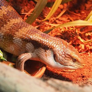 Eastern blue-tongued skink (Tiliqua scincoides scincoides), 2022-10-19