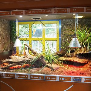 Eastern blue-tongued skink terrarium, 2022-10-19