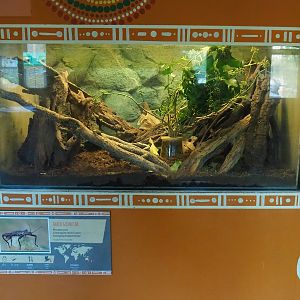 Giant spiny stick insect terrarium, 2022-10-19