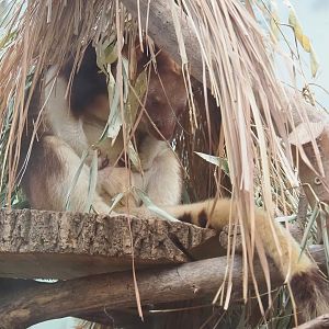 Goodfellow's tree kangaroo (Dendrolagus goodfellowi buergersi), 2022-10-19