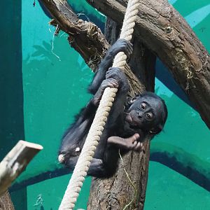 Juvenile Bonobo (Pan paniscus), 2022-10-19