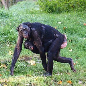 Bonobos (Pan paniscus), 2022-10-19