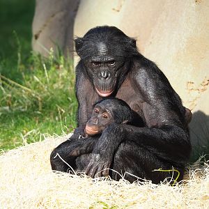 Bonobos (Pan paniscus), 2022-10-19