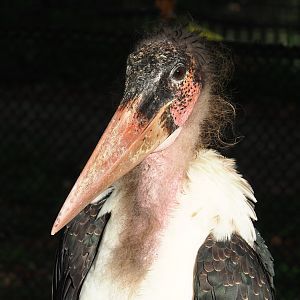 Marabou (Marabou stork) (Leptoptilos crumenifer), 2022-10-19